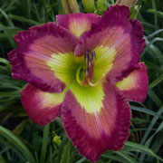 Mimosas in the Morning Daylily